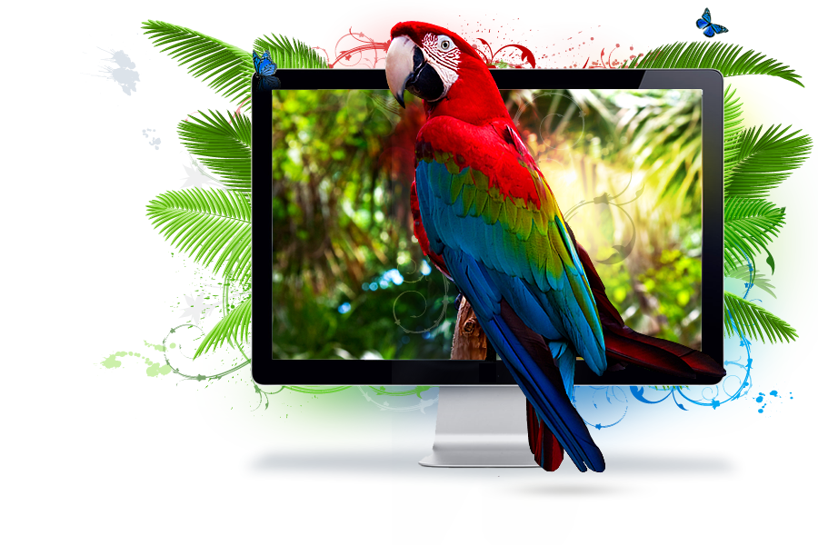banner-website